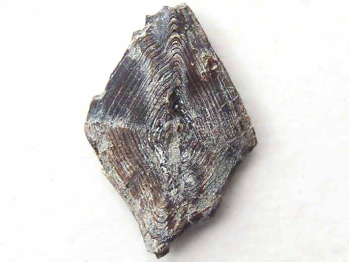 Ecaille de Lepidotes fossile jurassique Boulonnais
