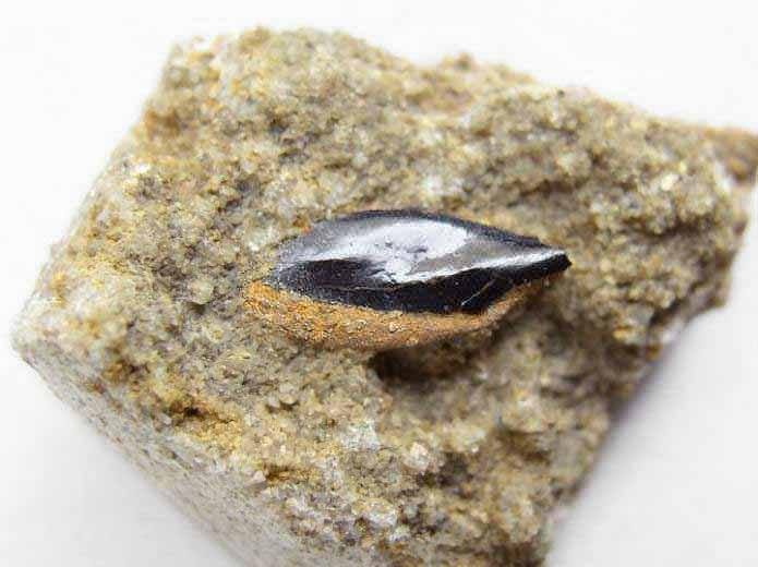 Ecaille de Lepidotes fossile jurassique Boulonnais