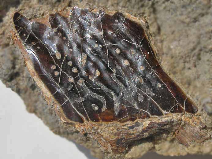 Ecaille de Lepidotes fossile jurassique Boulonnais