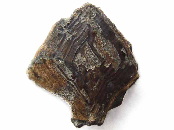 Ecaille de Lepidotes fossile jurassique Boulonnais
