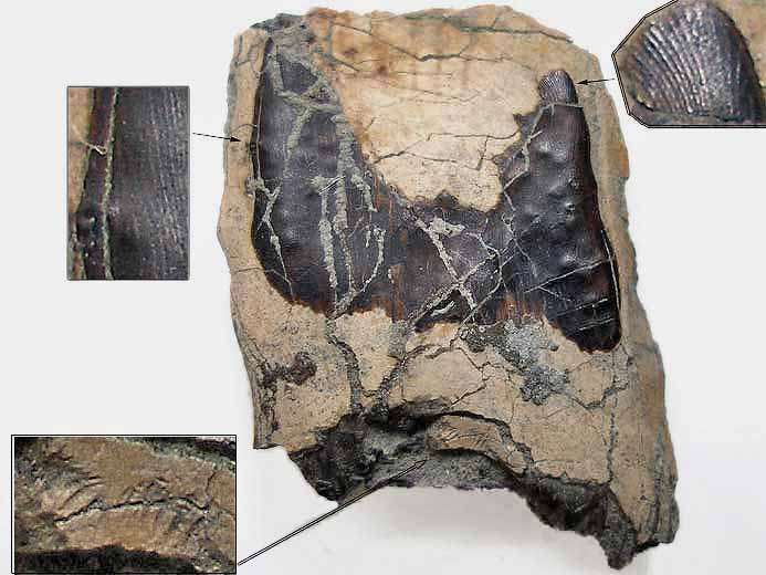 Ecaille de Lepidotes sp fossile jurassique Boulonnais