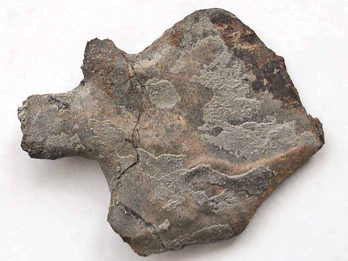 Ecaille de Lepidotes fossile jurassique Boulonnais