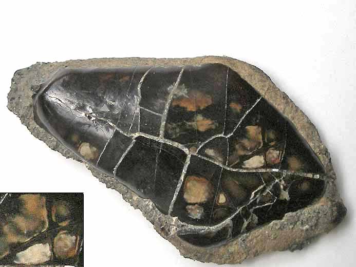 Ecaille de Lepidotes sp fossile jurassique Boulonnais