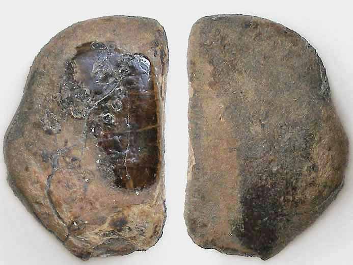 Ecaille postrieure de Lepidotes fossile jurassique Boulonnais