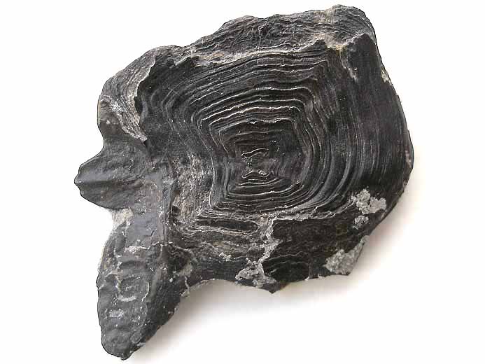 Ecaille de Lepidotes fossile jurassique Boulonnais