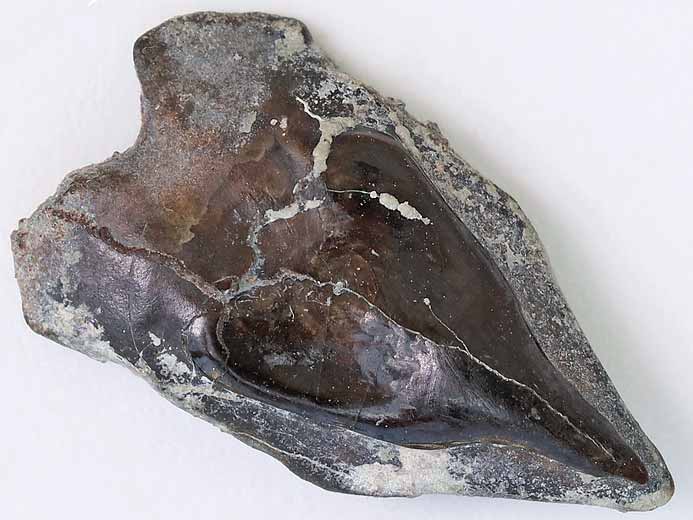 Ecaille de Lepidotes sp fossile jurassique Boulonnais