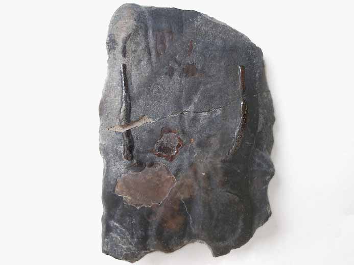 Ecaille de Lepidotes sp fossile jurassique Boulonnais