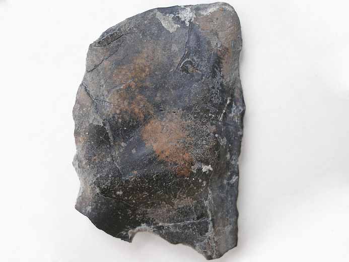 Ecaille de Lepidotes sp fossile jurassique Boulonnais