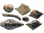 caille de Lepidotes sp fossile du jurassique Boulonnais