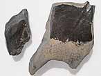 caille de Lepidotes sp fossile du jurassique Boulonnais