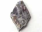 caille de Lepidotes sp fossile du jurassique Boulonnais
