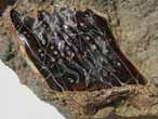 caille de Lepidotes sp fossile du jurassique Boulonnais