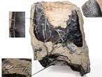 caille de Lepidotes sp fossile du jurassique Boulonnais