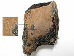 caille de Lepidotes sp fossile du jurassique Boulonnais