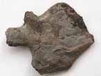 caille de Lepidotes sp fossile du jurassique Boulonnais