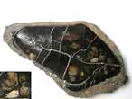 caille de Lepidotes sp fossile du jurassique Boulonnais