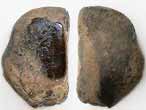caille de Lepidotes sp fossile du jurassique Boulonnais