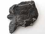 caille de Lepidotes sp fossile du jurassique Boulonnais