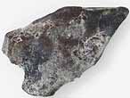 caille de Lepidotes sp fossile du jurassique Boulonnais