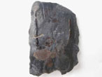caille de Lepidotes sp fossile du jurassique Boulonnais
