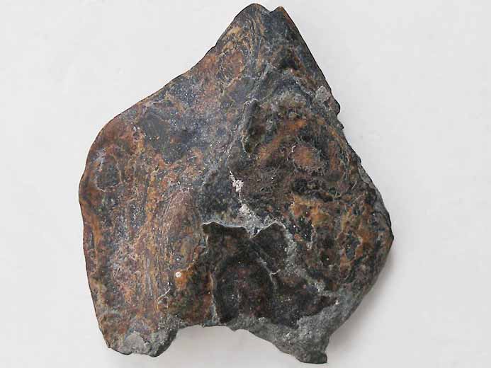 Chimre : plaque cphalique fossile jurassique Boulonnais