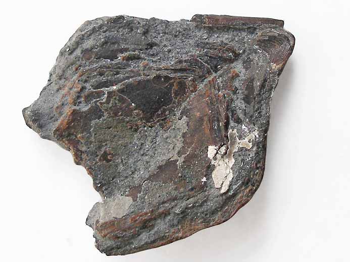 Chimre : plaque cphalique fossile jurassique Boulonnais
