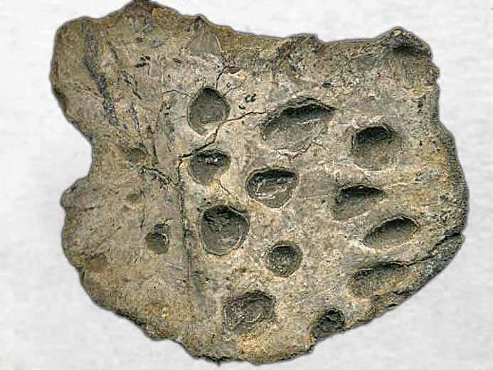 Steneosaurus sp: ostoderme dorsal COPYRIGHT A.BOUVEUR fossile jurassique Boulonnais