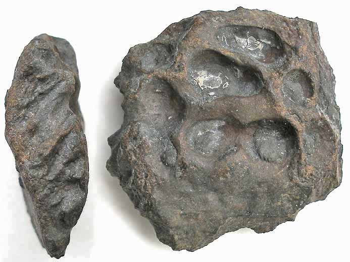 Steneosaurus sp: ostoderme ventral jurassique Boulonnais