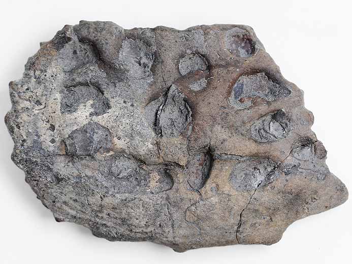 Steneosaurus sp: ostoderme ventral fossile jurassique Boulonnais
