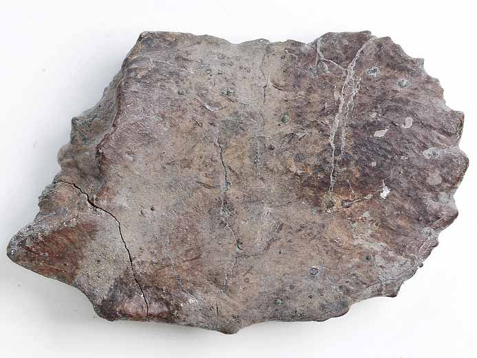 Steneosaurus sp: ostoderme ventral fossile jurassique Boulonnais