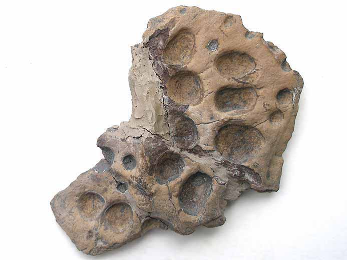 Steneosaurus sp: ostoderme dorsal fossile jurassique Boulonnais