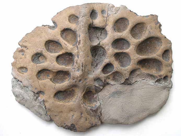 Steneosaurus sp: ostoderme dorsal fossile jurassique Boulonnais