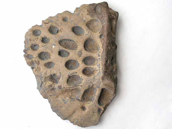 Steneosaurus sp: hmi-ostoderme dorsal fossile jurassique Boulonnais