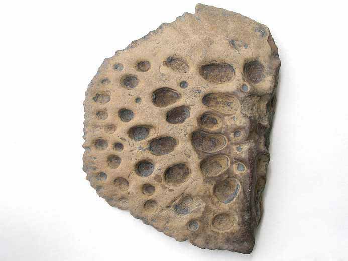 Steneosaurus sp: hmi-ostoderme dorsal fossile jurassique Boulonnais
