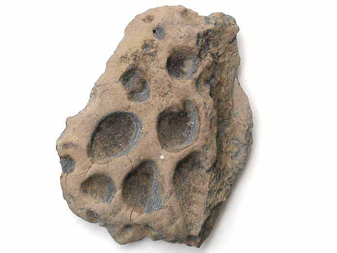 Steneosaurus sp: ostoderme dorsal (nuchal) fossile jurassique Boulonnais
