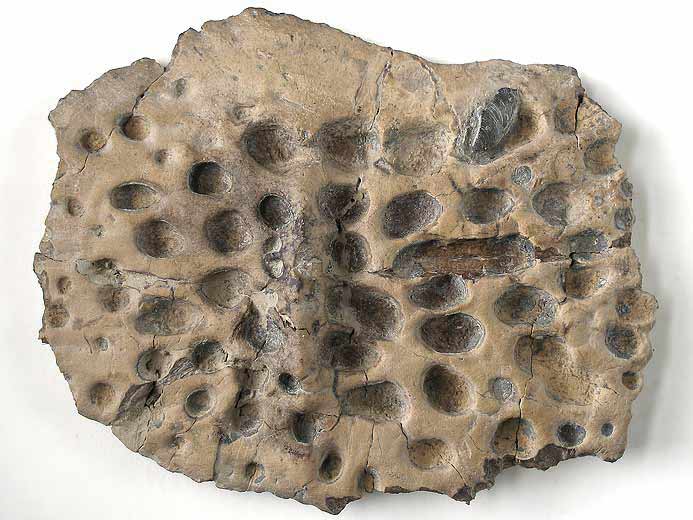Steneosaurus sp: ostoderme dorsal fossile jurassique Boulonnais