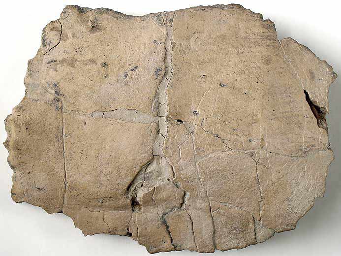 Steneosaurus sp: ostoderme dorsal fossile jurassique Boulonnais