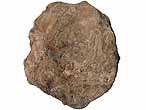 ecaille cycloide de Poisson fossile du jurassique Boulonnais