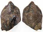 Ecaille de Poisson fossile du jurassique Boulonnais