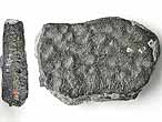 Plaque fossile de Reptile divers du jurassique Boulonnais