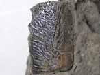 Ecaille de Poisson fossile du jurassique Boulonnais