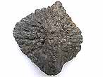 Plaque (Ostoderme) fossile de Crocodile Machimosaurus du jurassique Boulonnais