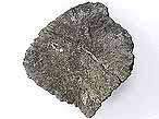 Plaque (Ostoderme) fossile de Crocodile Machimosaurus du jurassique Boulonnais