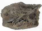 Fossile d'caille ganoide de Poisson Lepidotes palliatus du jurassique Boulonnais