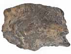 Fossile d'caille ganoide de Poisson Lepidotes palliatus du jurassique Boulonnais