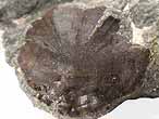 ecaille cycloide de Poisson fossile du jurassique Boulonnais