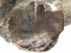 ecaille cycloide de Poisson fossile du jurassique Boulonnais