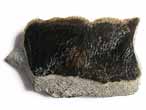 Ecaille de Poisson fossile du jurassique Boulonnais