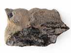 Ecaille de Poisson fossile du jurassique Boulonnais