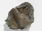 Ecaille de Poisson fossile du jurassique Boulonnais
